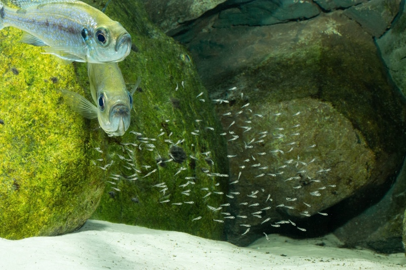 Haplotaxodon microlepis 'Cape Kabogo'